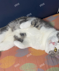 Զвһֻװ˯è ʱ򿴼Сè˯ĺЦ