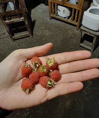 ڲСʱһҪũæ  Ϳʼæɻ