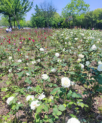 ������ֲ��԰���ֶ��ˣ�5�������¼����Ļ��� �ǳ�����