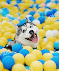 ��Ѳ��룡������Ҳ�г��������������ͱ���ǣ��������