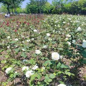 ֲ��԰��������ֶ���