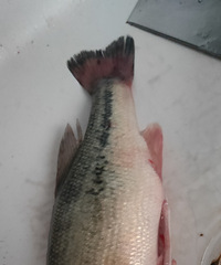 ���������� һ����������һ�ڳ������Ķ������� ������