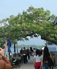 楝树开花意示着夏天己来了 可女朋友却还没到来