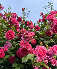 Ҧ�ҵ�������Ư������ĩȥ��ʱ���˺ö࣡