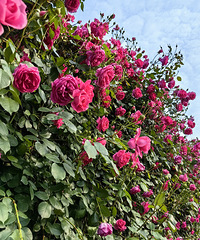 Ҧ�ҵ�����������