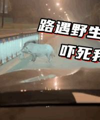 �������Ҷ���