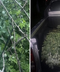 С�����˷��ֿյ��ϱ���ֲ��ڣ�