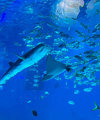 ����ѧУ��֯��ν����ѧ ����׬Ǯ���ǣ�