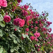 Ҧ�ҵ�����������