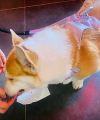 һ��ë����Ҳ�пڸ��Ĳ�����ţ������۶�֭ С��Ҳ�к�����