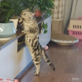 ����ʣ��ʣŮ����