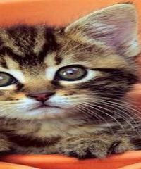 ������������ ��ͬ����