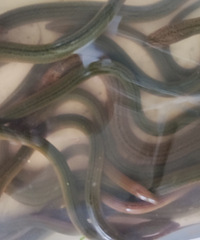 ��˿��������뼸�����ͼ�����~ ��ζ���ˣ�