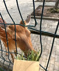 ������������޺�ȥ�������˸����̳�...