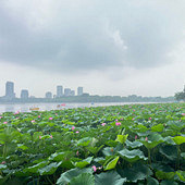 ͩ��93Ů����Ҷ���