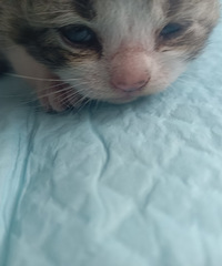 老天赐我90年左右喜欢猫猫的对象吧!