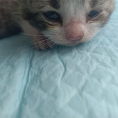 ���Ҹ�ϲ��èè�Ķ���