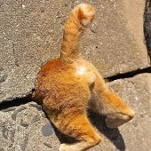 �˵�������������ʲô