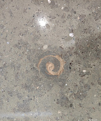 请问一下,这个地板上的东西是特意设计,还是石头里自带的?