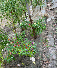 �����ʲô��ʲôƷ����֪������