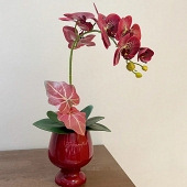 ϲ���辰̫����