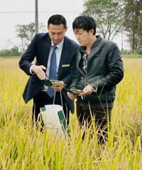 沉沉嘉穗泛金黄 邮储银行助力秋粮收购有序开展