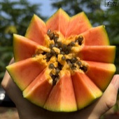 ������ı�����ľ�ϣ�