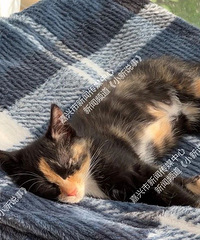 ����ĳС�����˶�ɱ����è��֧�ֺͷ��Ե��ˣ��������ˣ�