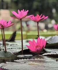 ÿ������10��� ���������ھӸ�������ѧϰ��ɤ����