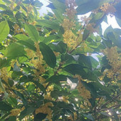 ��԰���� ���㹲��