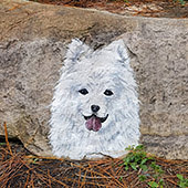 ���������е�����