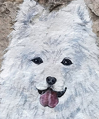 ���ɰ�����ʻ� ������������е�����