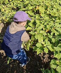 �����߲�԰�����޲��߲ˡ�ιС��С���浽����ؼң�