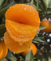 [������]99%����û�гԹ��ľ��º�����ȣ�