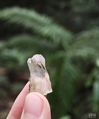 ���Ӷ����㰾��ͷ