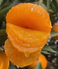 ���ʣ����º������ ֭�࣡����ϸ�壡