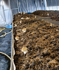 Ŀǰ�г��϶��ǳ����ף����ڽ������ˣ���ҳ���