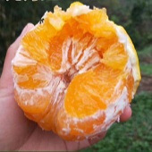 ��֭�ľ��º������