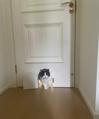 要不要在卧室给猫开个小门呢?实际用起来好用不?