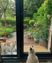 你看小猫也两相厮守 冬日一个晒太阳的午后