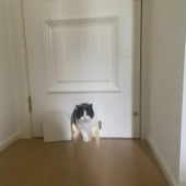 Ҫ��Ҫ��è����С�ţ�