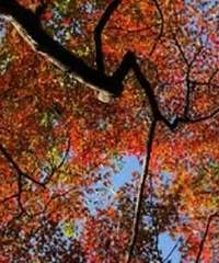 �������� һ���羰�������