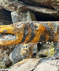 ͽ����������ϻ��� ��ɫ����