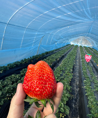 ��ժ��ȥ������������Ĳ�ݮ�ִ��ֺ�?�����ˣ�