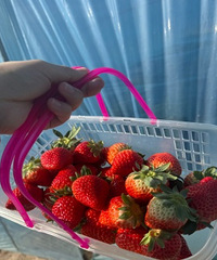 ��ժ��ȥ������������Ĳ�ݮ�ִ��ֺ�?�����ˣ�