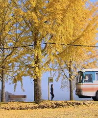 ��ǰ��Ӧţ������