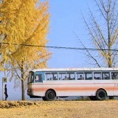 ��ǰ��Ӧţ������