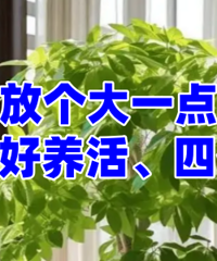 ���Ƽ������ڿ����ڸ�����...