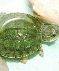 �������������ͬ�������º�����������