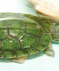 �������������ͬ����